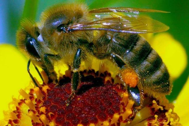 Zu wenig Nahrung fr die Bienen