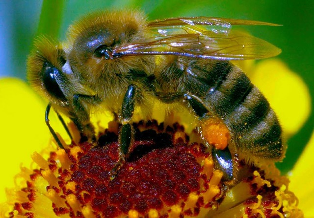 Nach der Heuernte geht die Bienen im H...g aus. Imker fordern mehr Naturwiesen.  | Foto: dpa