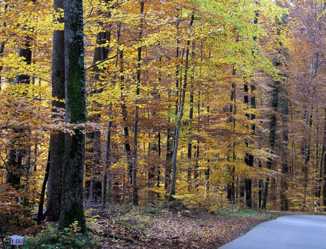 Der Wald wirft auch 2009 noch Gewinn ab.   | Foto: Sigrid umiger