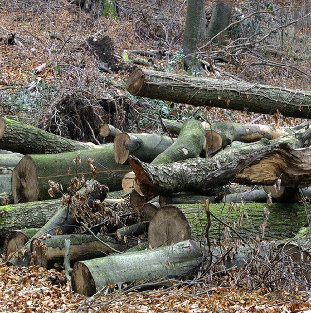 Nchstes Jahr sollen ber 13000 Festmeter Holz fallen.   | Foto: BZ