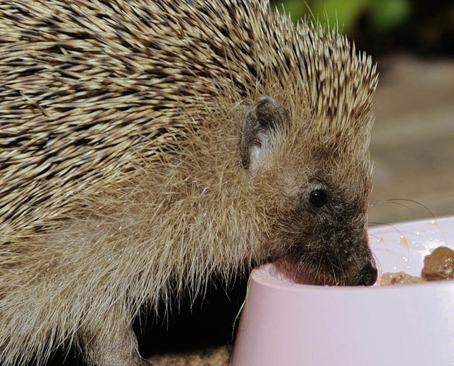 S sieht er aus, der kleine Igel. Abe...dem Streicheln sieht es schlecht aus.   | Foto: Ingo Seehafer