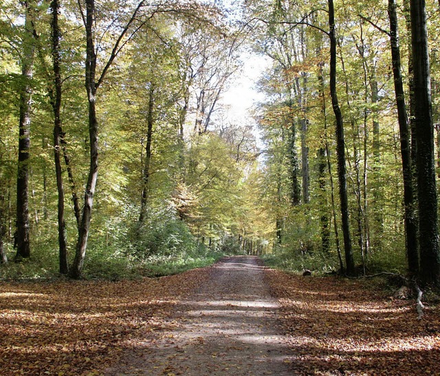 Der Wald hat fr viele vor allem eine ... ist aber auch ein Wirtschaftsfaktor.   | Foto: Lauber