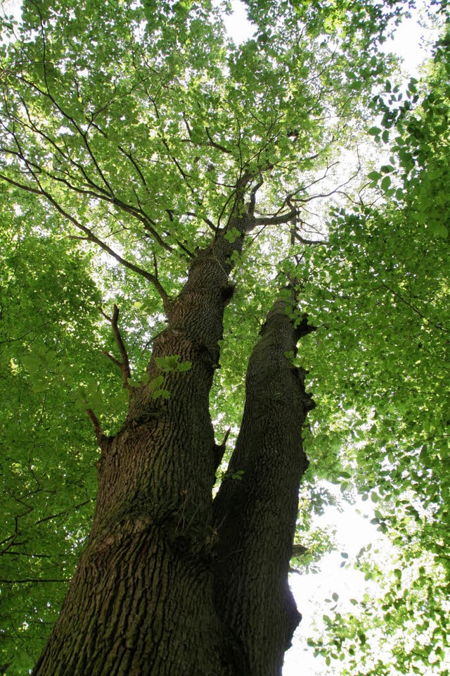 Soll auch 2009 Gewinn abwerfen: der Ringsheimer Wald.   | Foto: Sieberts