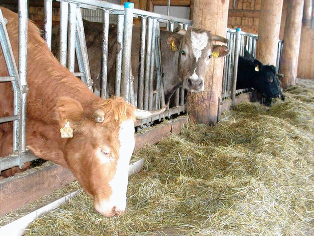 Der Erhalt der Landwirtschaft auf dem ...ger, befrchten  Landwirte und  BLHV.  | Foto: Wolfgang Adam