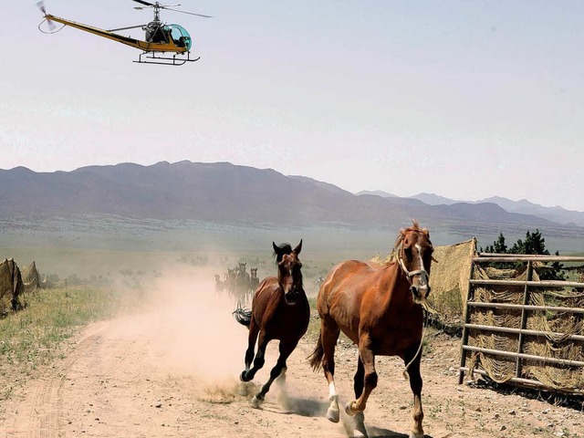 Mustangs werden gejagt  | Foto: afp