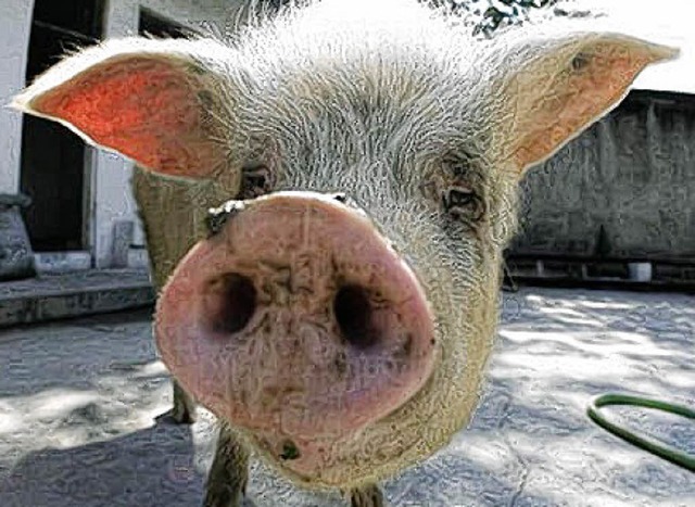 Zhu, chineisches Glcks-Schwein  | Foto: BZ