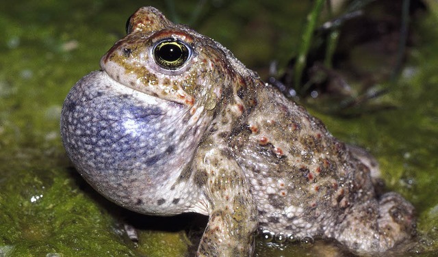 Kreuzkrten sind bei uns selten geworden.   | Foto: BZ