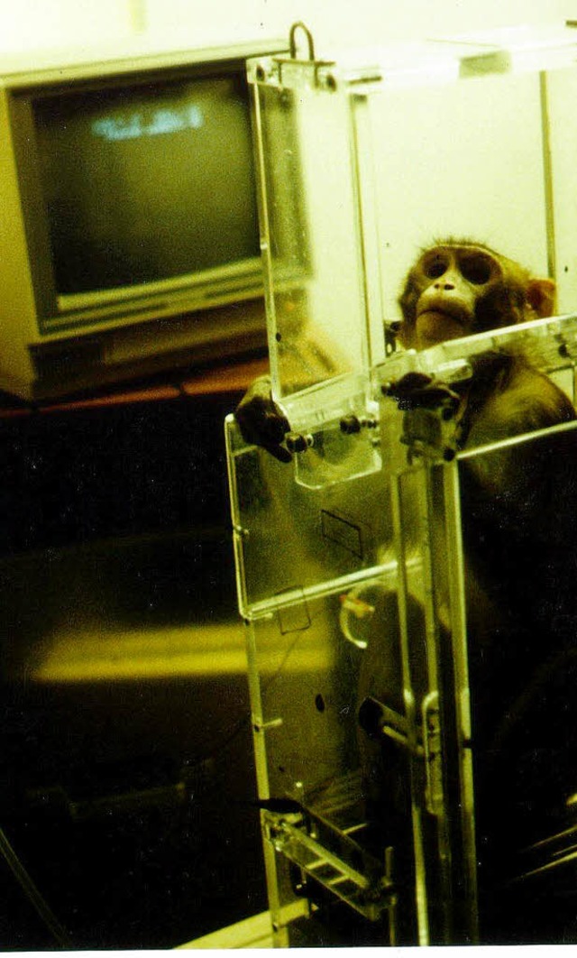 Saft zur Belohnung: Makake im Primatenstuhl  | Foto: DPA/TIERSCHUTZBUND
