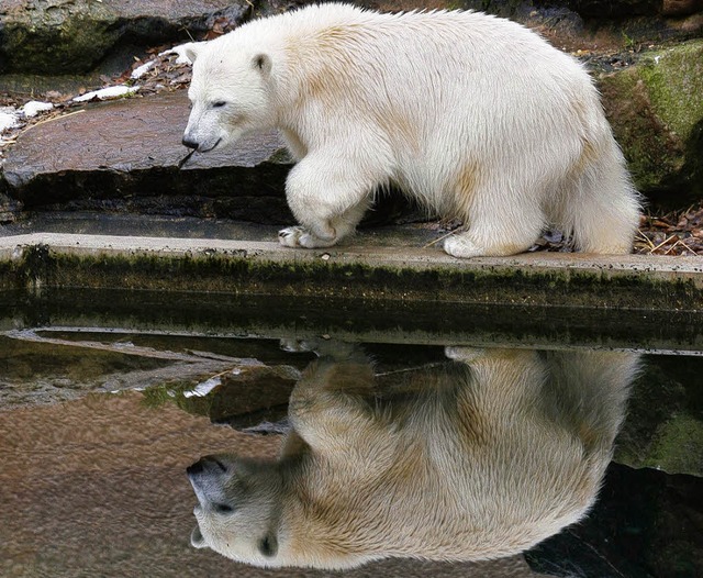 Eisbrin Flocke (oben und links) hat s...ut erkennen kann, gibt es noch nicht.   | Foto: DPA/DDP