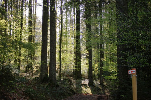 Gut durchforstet zeigt sich der Wald i...ng der Privatwaldbesitzer berichtete.   | Foto: Paul Berger