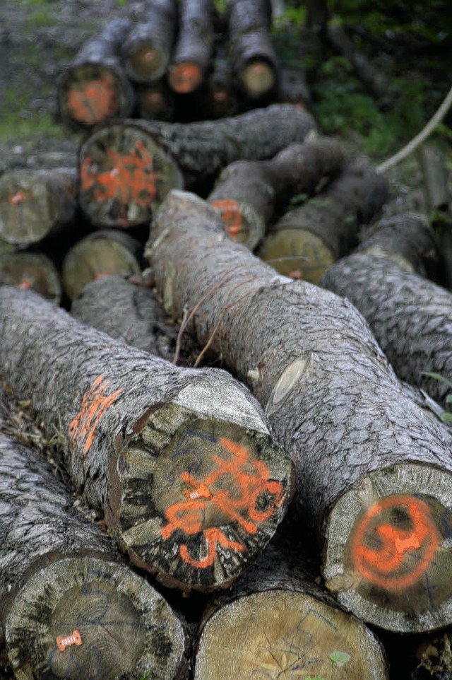 Von der Wirtschaftskrise nicht verschont: Der Holzmarktpreis geht wieder zurck.  | Foto: Dietmar Noeske