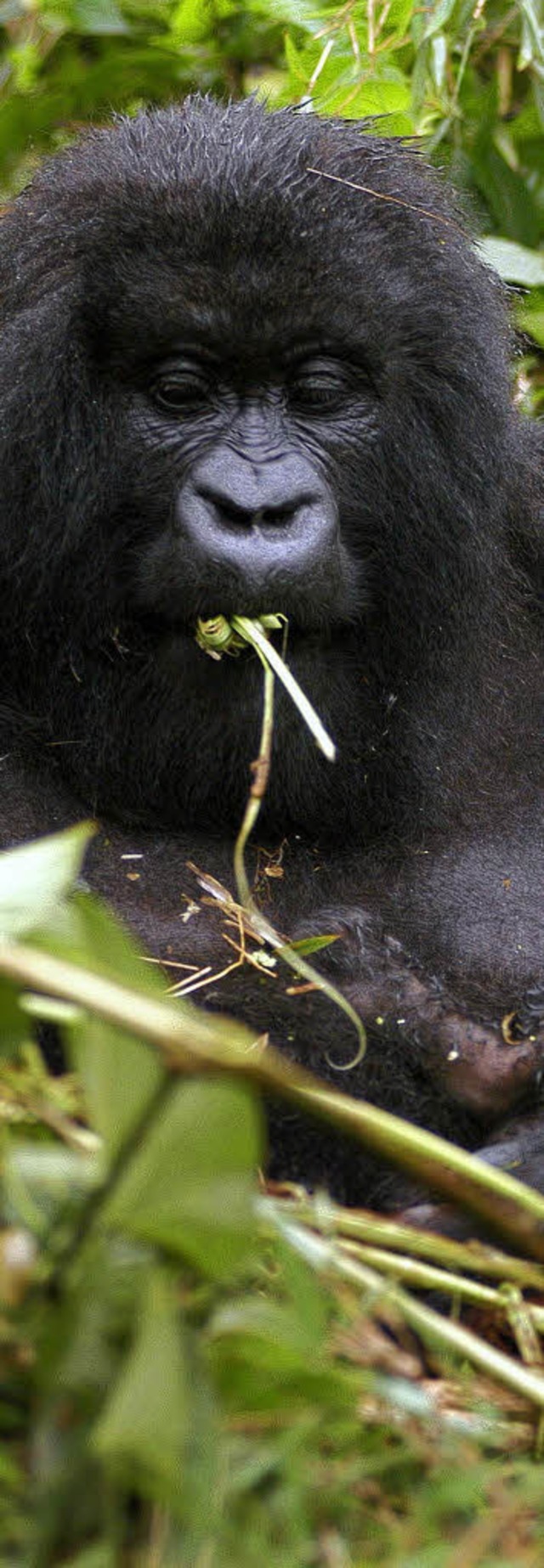 Ihr Lebensraum schwindet, und oft land...orillas stehen auf der Roten  Liste.    | Foto: dpa