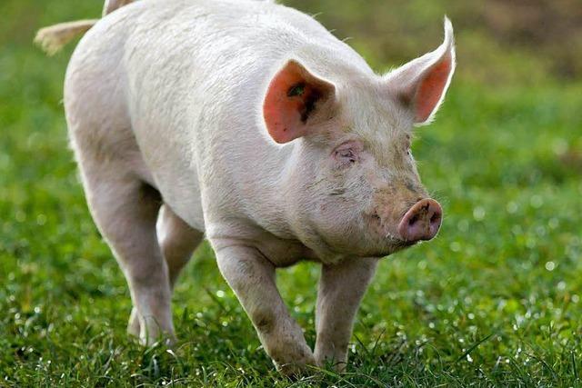 Irland ruft verseuchtes Schweinefleisch zurck