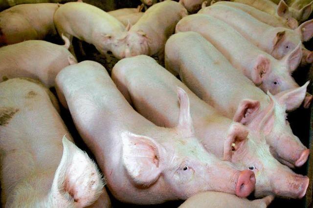 Tausende Tonnen irisches Fleisch nach Deutschland geliefert