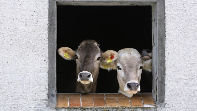 Wie lange lohnt sich die Milchwirtschaft fr die Bauern noch?   | Foto: dpa