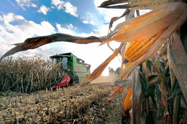 Zum Leidwesen der Bauern ist der Weltmarktpreis fr Mais stark gesunken.  | Foto: Siegfried Gollrad