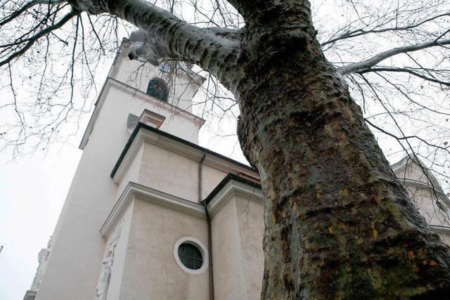 Der Kirchbaum muss weg