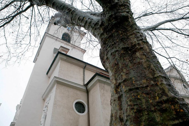 Nicht mehr zu retten: die Platane vor der katholischen Kirche in Friesenheim.  | Foto: Christoph Breithaupt