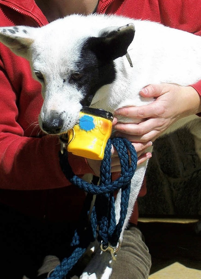 Unter Auflagen drfen im Tierheim Hornberg wieder Tiere betreut werden.   | Foto: archivfoto: bz