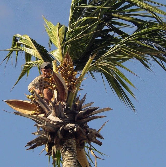 Schwindelfrei: Kokosnussernte in Brasilien.   | Foto: privat