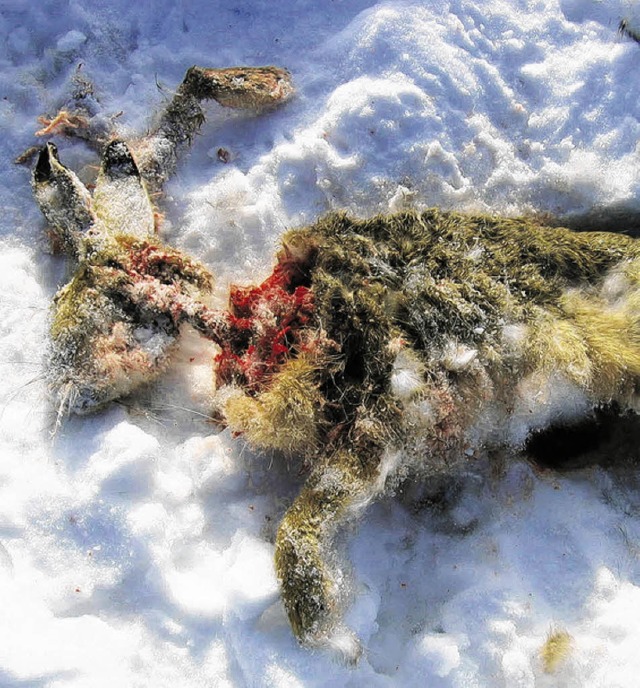 Hatte im hohen Schnee keine Chance zur...ht: ein von einem Hund gerissener Hase  | Foto: Krickl