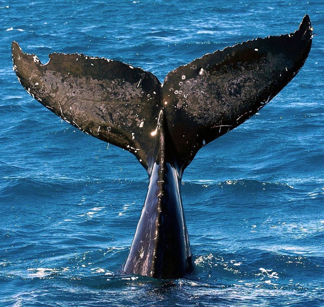 Riesig: die Schwanzflosse eines Wals   | Foto: dpa