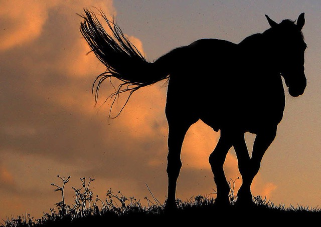 Gute Nacht, Pferd!   | Foto: dpa