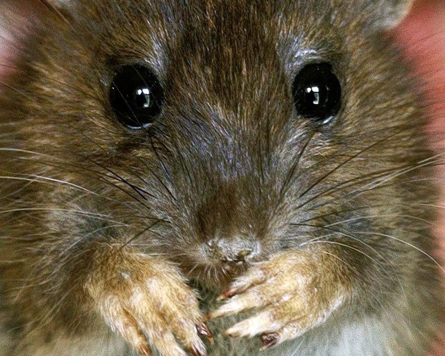 Ratten in Gefahr?  | Foto: dpa