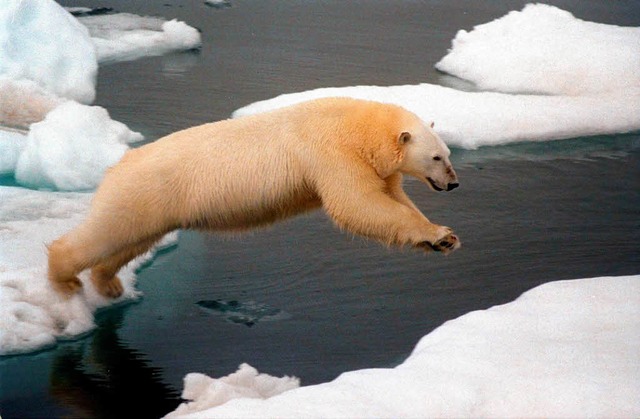 Und hopp: Dieser Eisbr in der Arktis ... von einer Eisscholle auf eine andere.  | Foto: dpa