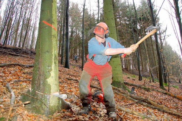 Mehr Bume umhauen, hilft nicht: Der Wald schreibt rote Zahlen.  | Foto: Peter Bomans