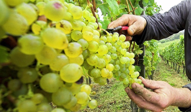 Die Sorte Mller-Thurgau ist wieder gefragt.  | Foto: Siegfried Gollrad