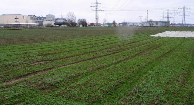 Noch wchst Feldsalat auf den Flurstc...in Hhe von 830 000 Euro eingeplant.    | Foto: Gustav Rinklin