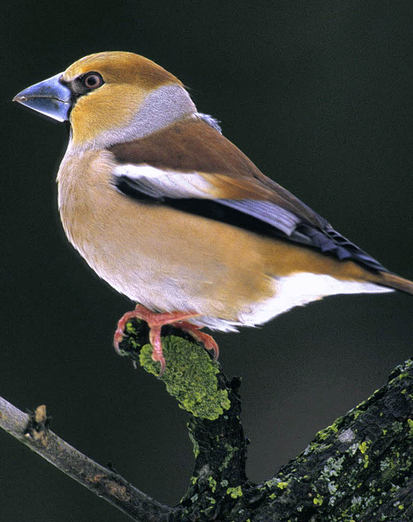 NATURZEIT Der Schnabel auch für akustische Erlebnisse Kreis