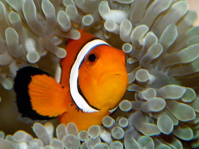 Anemonenfische beschenker ihre Vermieter .  | Foto: Zoo Basel