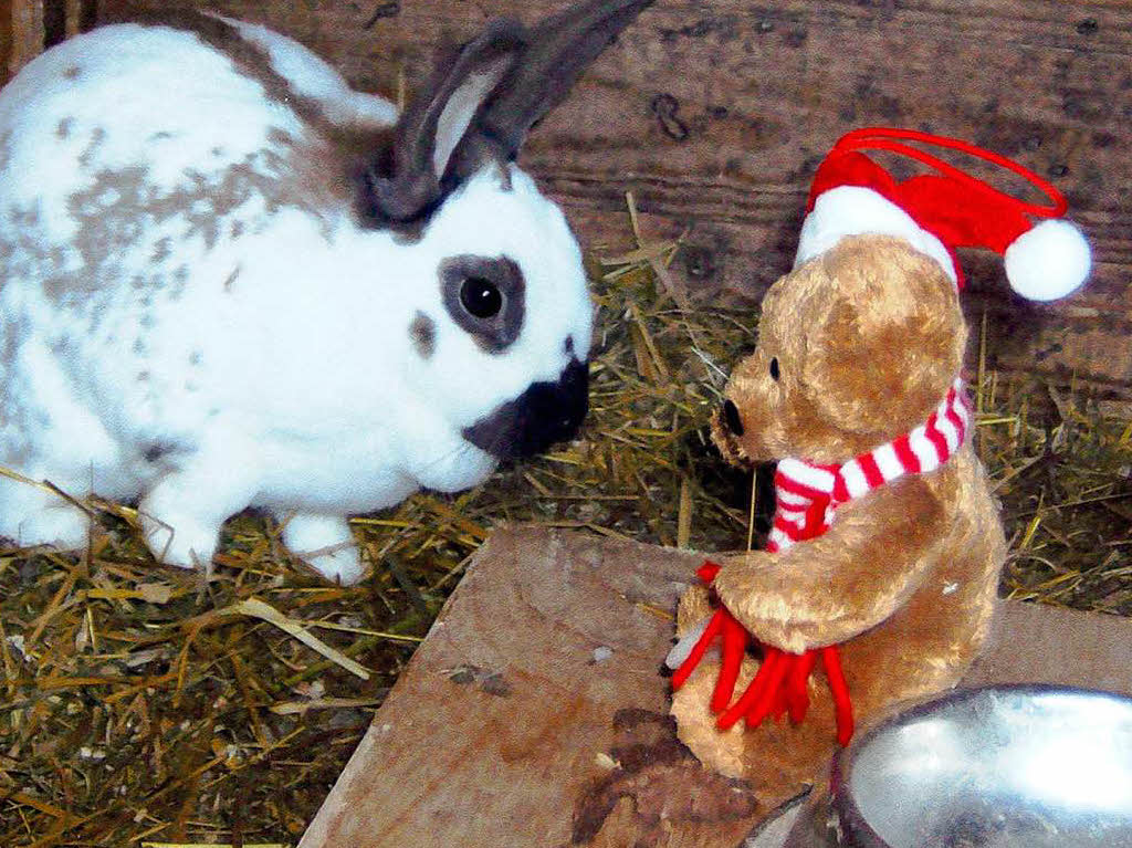 Ich berrasche Sindy an Weihnachten mit selbstgebackenen Leckerlis, Karotten, Gurken und pfeln. Nico (9)