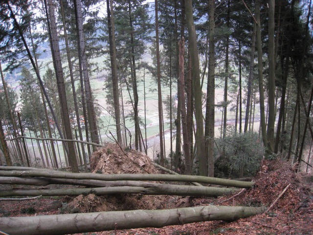 Der Gemeindewald wurde stark vom Sturm getroffen.  | Foto: Gerda Oswald