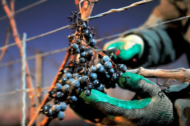 Die Eisweinlese &#8211; hier am Tuniberg &#8211; hat begonnen.  | Foto: dpa