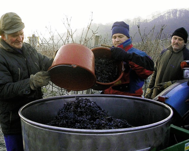 Knigschaffhauser Winzer ernteten gest...n der Einzellage Steingrble  Eiswein.  | Foto: Privat