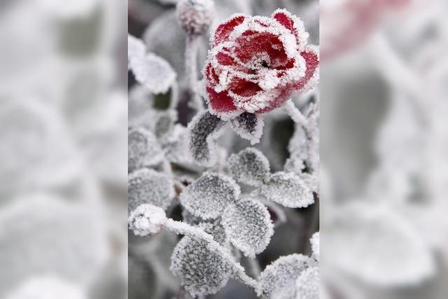 Bilder des Tages: FROSTIGE SCHNHEIT