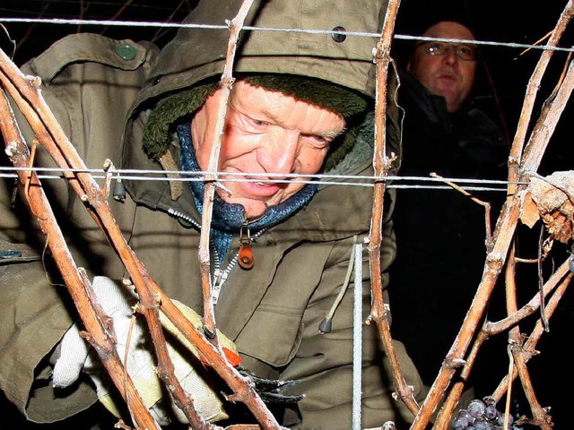 Bei minus  10 Grad ernteten  Winzer de...ienstagmorgen   Sptburgunder Trauben.  | Foto: Herbert Trogus