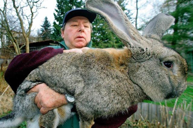 6000 Kaninchen in Offenburg