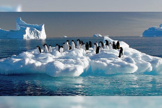 Bremer Pinguine ganz ohne Eisschollen