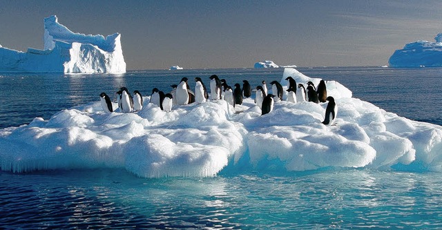 Pinguine im Eis &#8211; die Wettgste in Bremen sehen ganz hnlich aus.  | Foto: afp