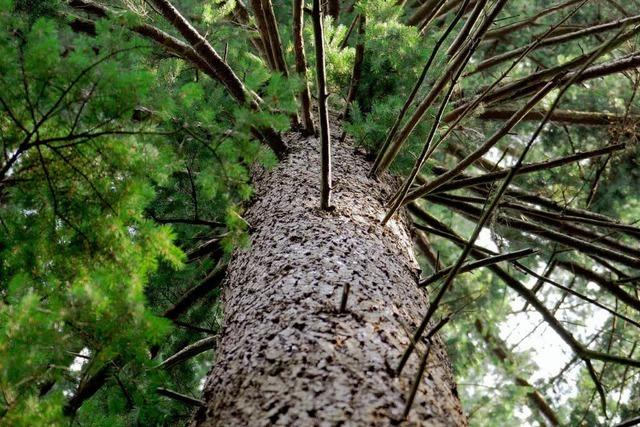 Die Douglasie – der Baum fr den Klimawandel