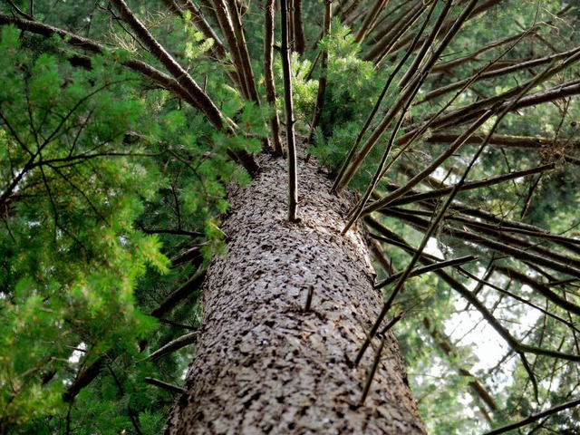 Die Douglasie: Der Baum der Zukunft im Schwarzwald?  | Foto: dpa