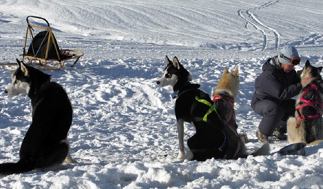 Training in Bernau: Eine Musherin mit ihren Hunden.   | Foto: Spiegelhalter