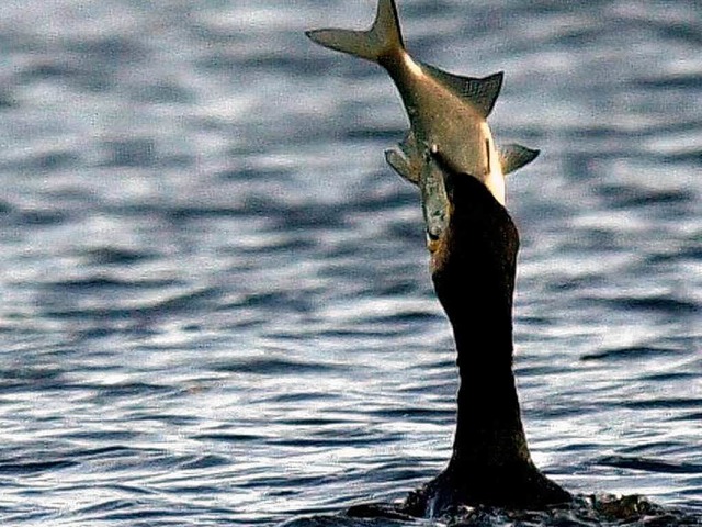 Frischer Fisch   schmeckt auch den  Kormoranen.  | Foto: Kay Nietfeld