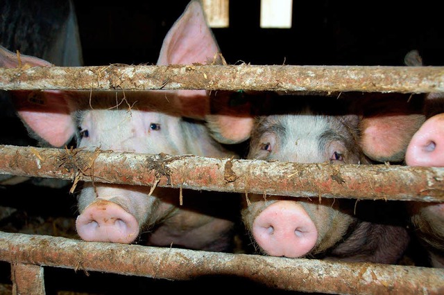 Jeder will Schwein haben, aber wer schtzt schon unseren Wert?   | Foto: Sigrid umiger