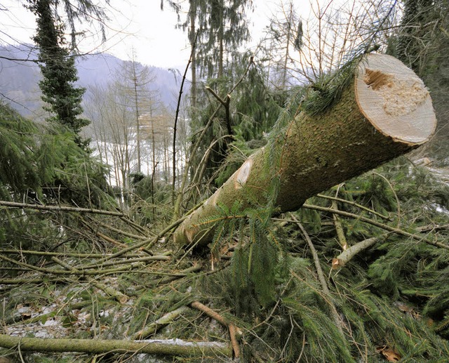 Zahlreiche umgestrzte Bume gibt es d...des Freiburger Stadtteiles Gnterstal.  | Foto: Ingo Schneider