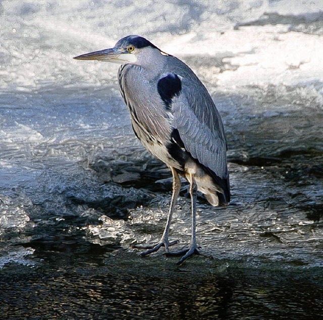 Eissprengung im Neumagen? Den Fischrei...uht, lassen solche berlegungen kalt.   | Foto: Markus Donner